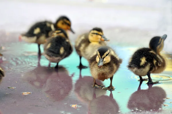 Young Mallard Ducklings — Stock Photo, Image