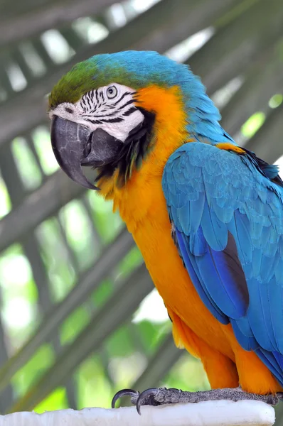 Sininen ja kulta Macaw — kuvapankkivalokuva