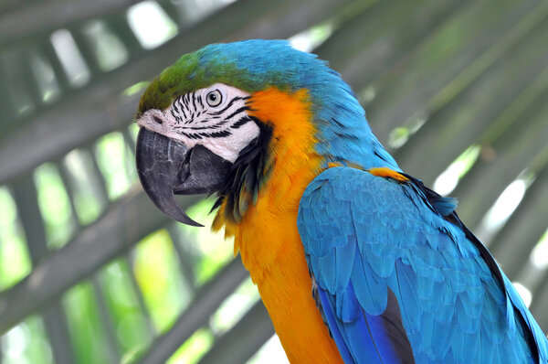 Blue-and-gold macaw parrot