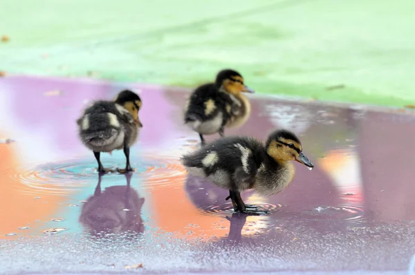 Ducklings Standing — Stock Photo, Image