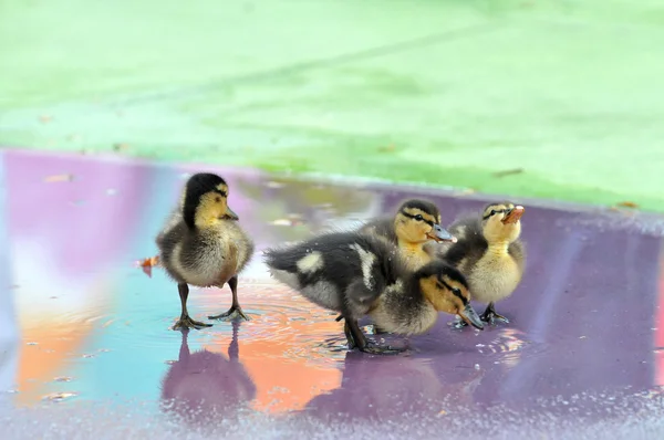 Groep van mallard eendjes — Stockfoto