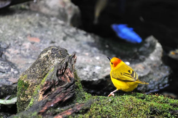 Pássaro de tecelão dourado — Fotografia de Stock