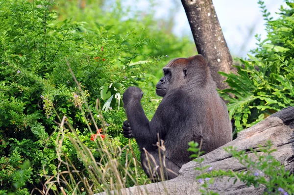 Gorila en su hábitat natural — Foto de Stock