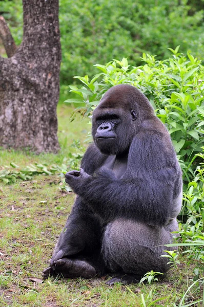 Gorilla äta — Stockfoto