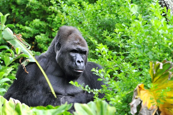 Gorilla hidding i djungeln — Stockfoto