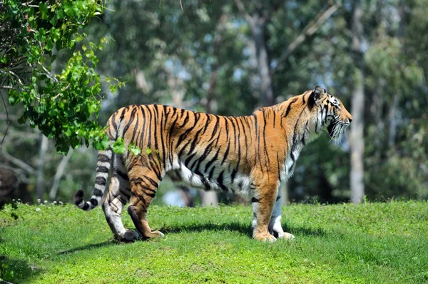 Belgal 老虎在野外 — 图库照片