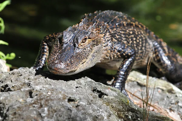 Unga ameican aliigator — Stockfoto