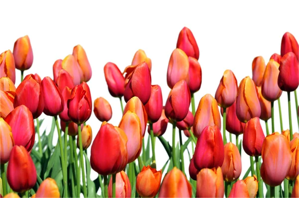 Red and Orange Tulips — Stock Photo, Image