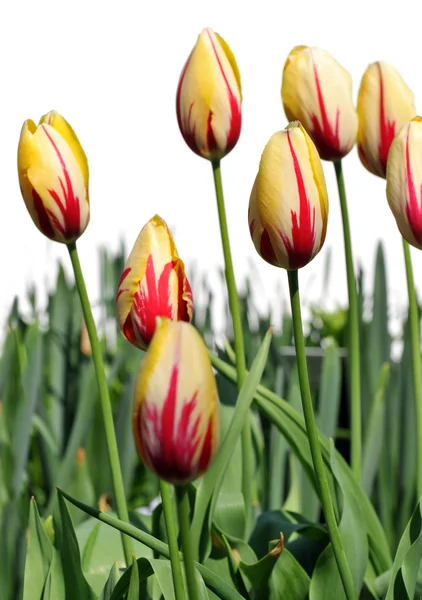 Yellow and Red Tulips — Stock Photo, Image