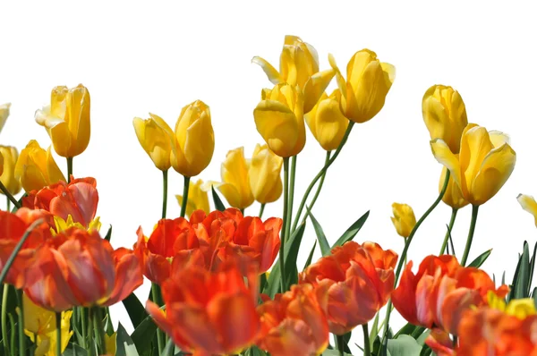 Yellow and Orange Tulips — Stock Photo, Image