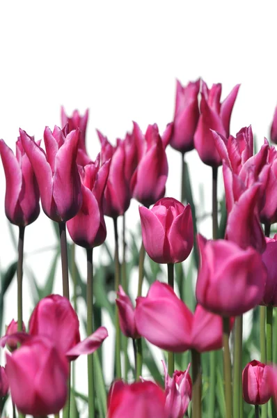 Pink Tulips — Stock Photo, Image