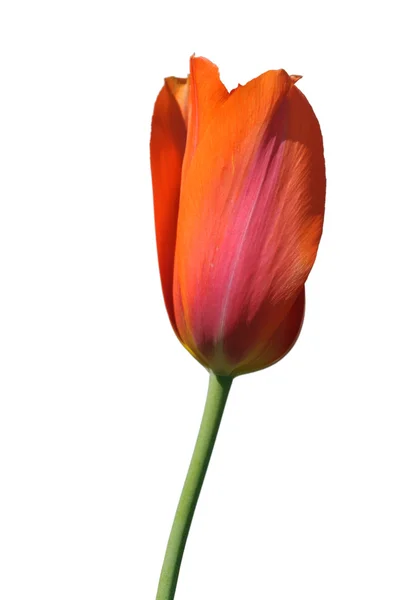 Orange Tulip — Stock Photo, Image