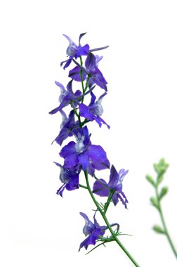 Jacob's Ladder çiçek