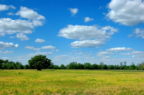 Sunny Landscape with wild flowers — Stock Photo, Image