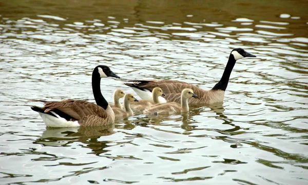 Familia de gansos — Foto de Stock