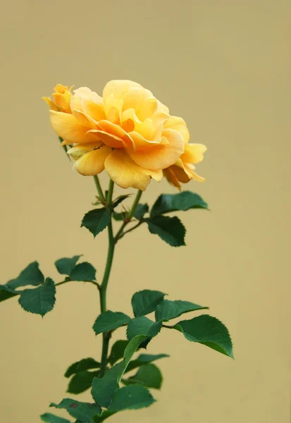 Sárga Rózsa — Stock Fotó