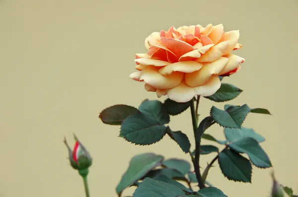 Orange ockra rose — Stockfoto