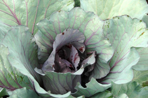 Red Cabbage — Stock Photo, Image