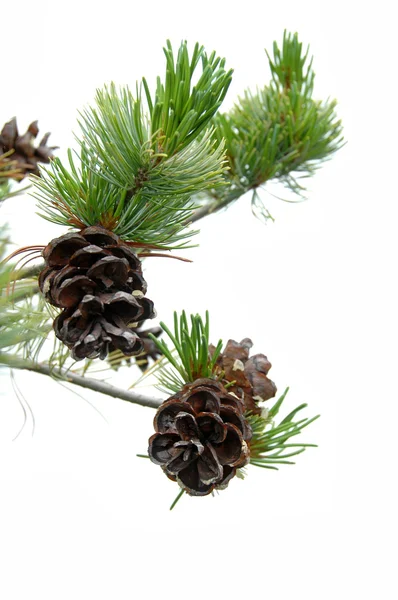 Pine Cones — Stock Photo, Image