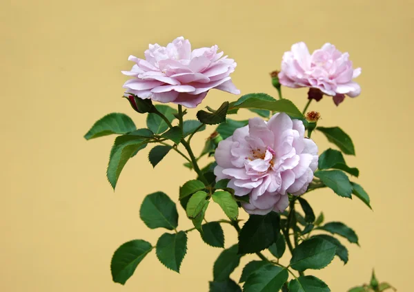 Rózsaszín rózsák — Stock Fotó
