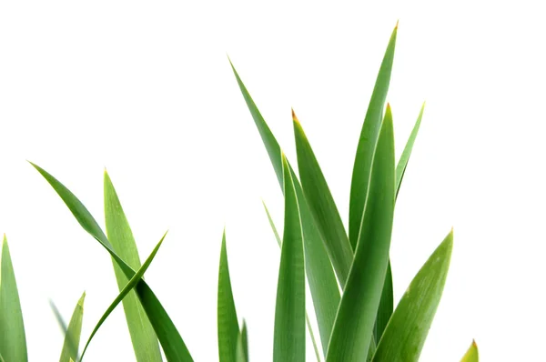 Iris Leaves — Stock Photo, Image