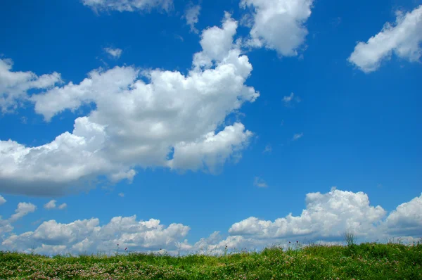 野生の花と雲 — ストック写真