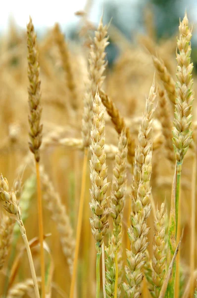 Grano che gira maturo — Foto Stock