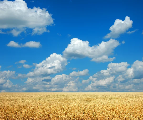 Wheat and Sky — Stock Photo, Image
