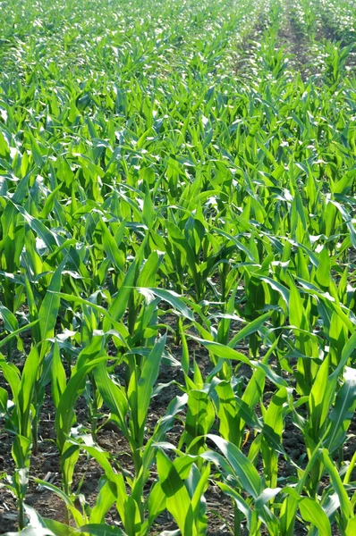 Young Corn — Stock Photo, Image