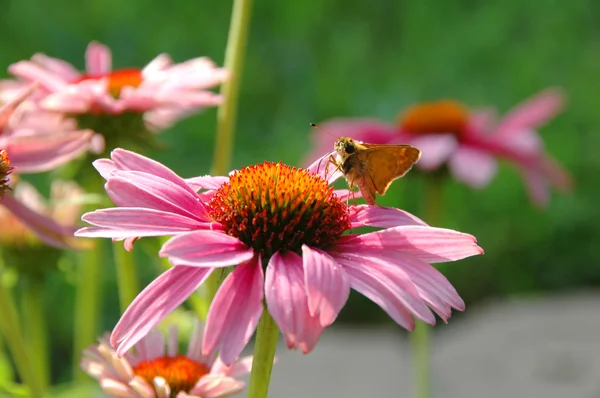 Butterfly and Coneflower — Stock Photo, Image