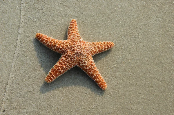 Starfish — Stock Photo, Image