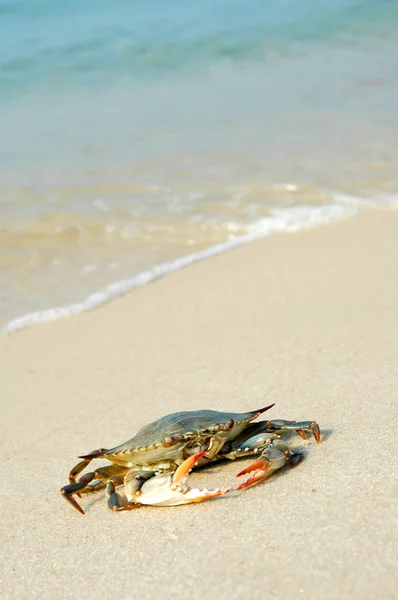 Crab on the Beach — Stock Photo, Image