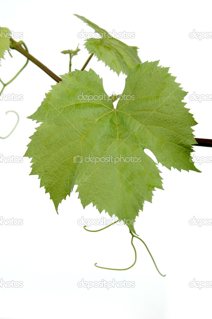 Leaf of Grapevine