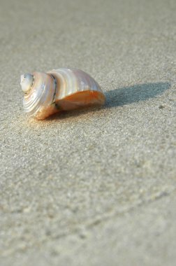 kabuk bir kıyısında