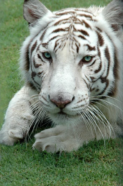 Tigre blanco de Bengala — Foto de Stock