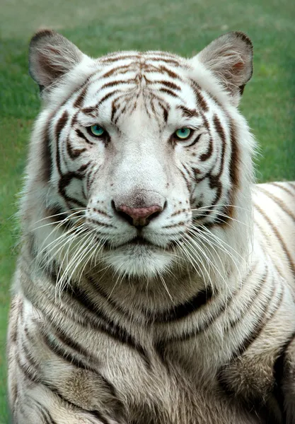Tygr bílý benagal — Stock fotografie