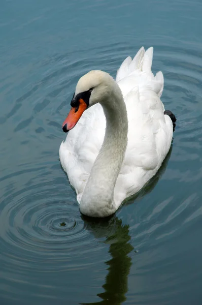 Swan on Lake — Stock Photo, Image