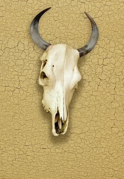Skull of Bull over a Cracked Surface