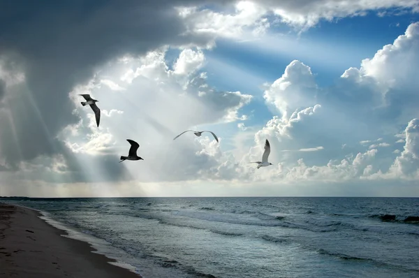 Light and Seagulls — Stock Photo, Image