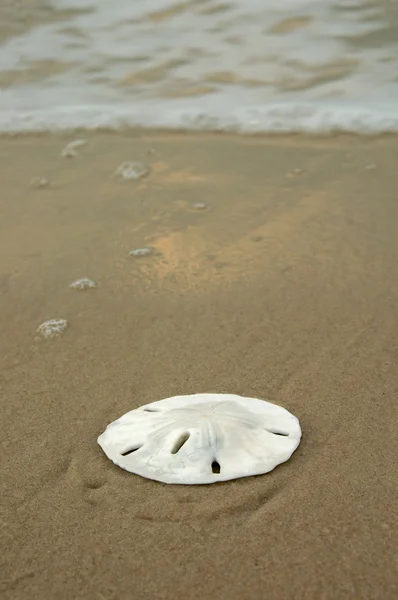 Sand Dollar on Shore — Stock Photo, Image