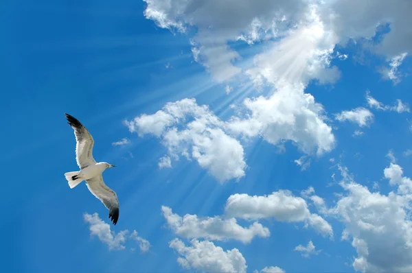 Mouette et lumière — Photo