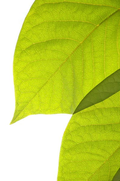 Leaves Isolated Over White — Stock Photo, Image