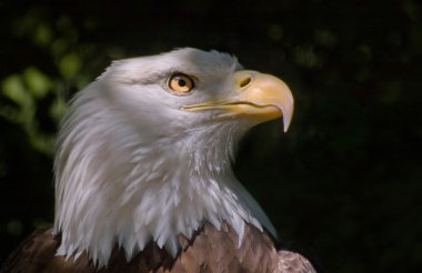 Kel kartal başkanı