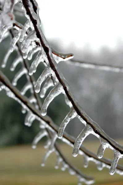 Hielo en la rama — Foto de Stock