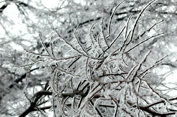 Πάγου που καλύπτει τα κλαδιά δέντρων — Φωτογραφία Αρχείου