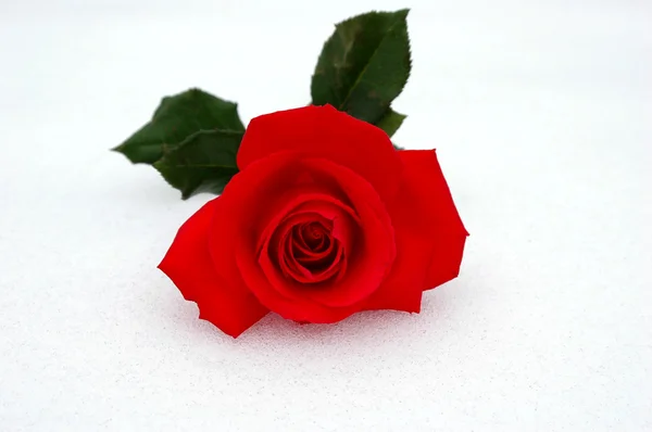 Rosa e neve — Fotografia de Stock