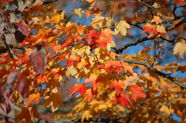 Red Oak Leaves in the Fall — Stock Photo, Image