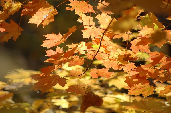 Maple leaves — Stock Photo, Image