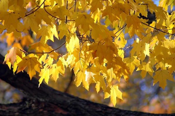 Red Oak Leaves in the Fall — Stock Photo, Image