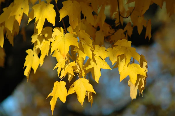 Červeného dubu strom na podzim — Stock fotografie